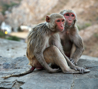 在斋浦尔，印度猴庙 galwar 巴格