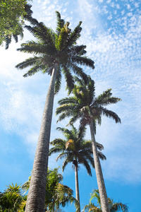 在蓝色的天空和洁白的云朵上的棕榈树