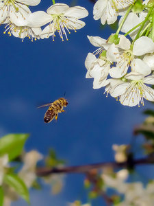 飞蜂