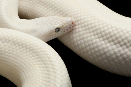 leucistic 哥伦比亚彩虹蟒