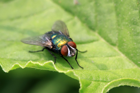 泛指丽蝇科昆虫图片-泛指丽蝇科昆虫素材-泛指丽蝇科昆虫插画-摄图新