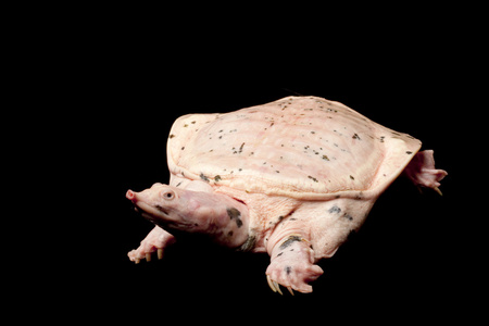 白化病佛罗里达鳖照片