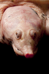 白化病佛罗里达鳖照片