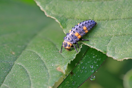 异色瓢虫异色瓢虫幼虫照片