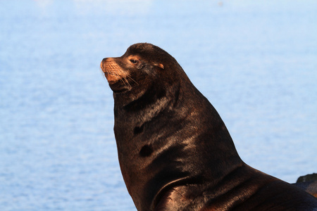 加利福尼亚海狮zalophus californianus