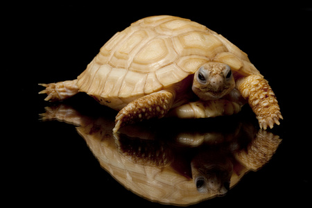 leucistic chaco 