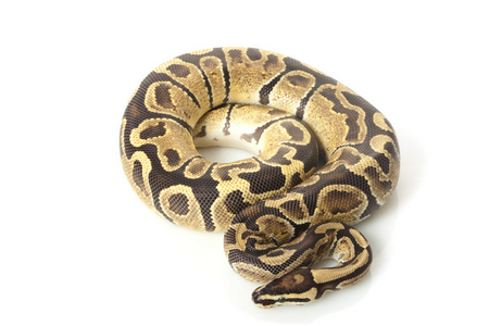   python