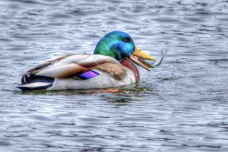 绿头鸭吃一条鱼在高动态范围照片