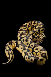 黄夹克球 python