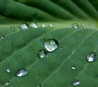 绿色的叶子上的雨滴