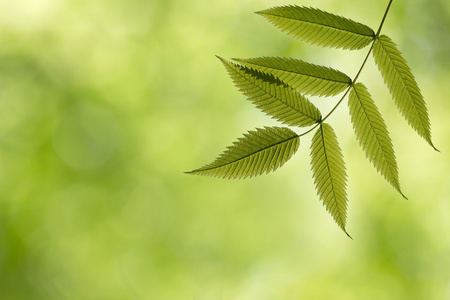 在森林里的绿色春天分支照片