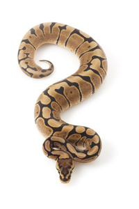 woma 公司球 python