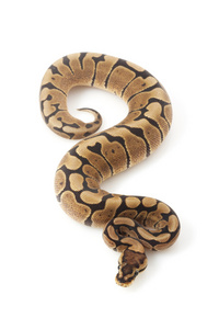 woma 公司球 python