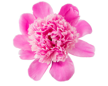 粉色牡丹花卉