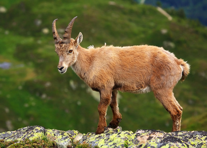 在钻孔器一溜烟保留中，法国的 ibex