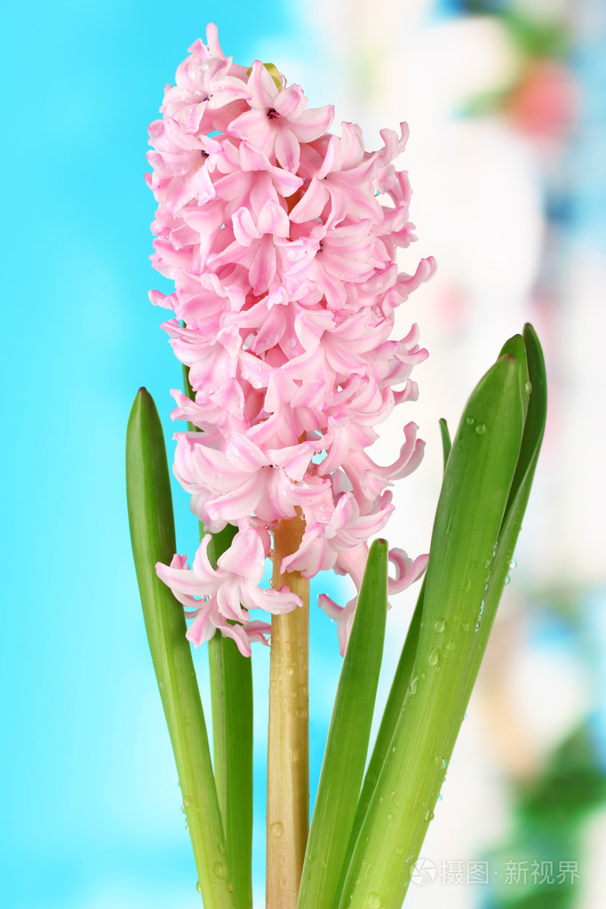 美丽的风信子在明亮的背景上