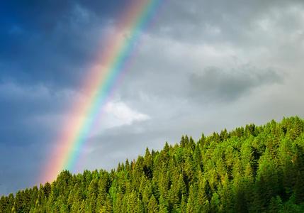 在木材上的彩虹