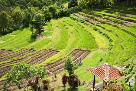 绿色水稻梯田。印尼峇里岛