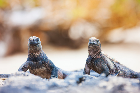 岩石上的海鬣蜥