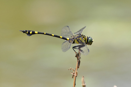 蜻蜓ictinogomphus Rapax