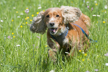 孤立英国可卡犬草的背景上