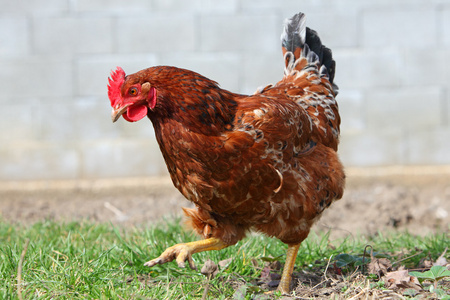 biofarm 鸡