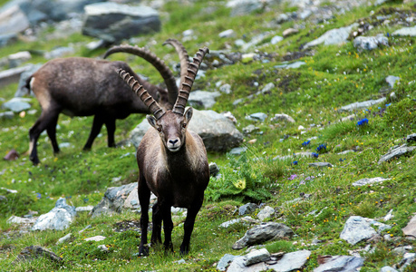 ibex 奥地利阿尔卑斯山脉，欧洲