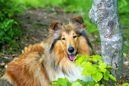 美国牧羊犬