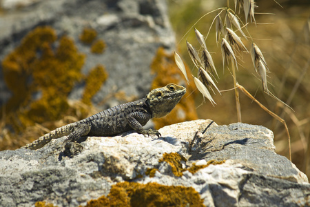 stellio蜥蜴在洛斯的希腊小岛照片