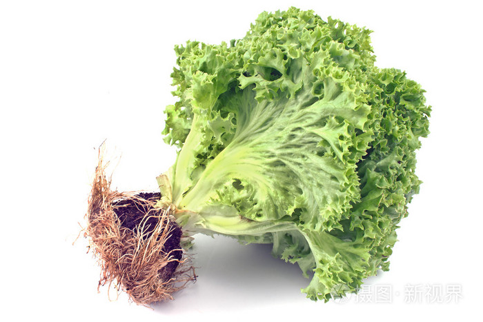 根新鲜绿色生菜