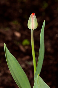 红色郁金香花