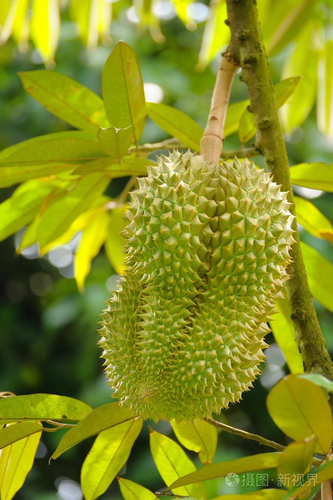 榴莲树