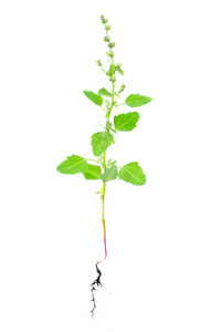 鸭翅根四翅滨藜植物与孤立在白色的根照片