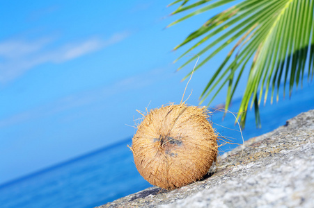 近距离大椰子萌芽在海滩上的视图