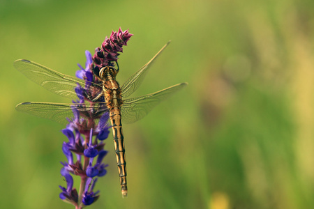 关于野生花卉的蜻蜓宏视图