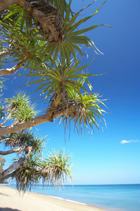 海棕榈树