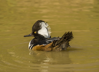 连帽秋沙鸭 lophodytes cucullatus