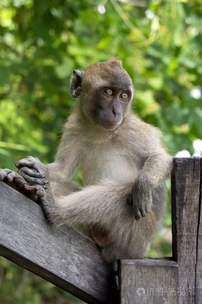 一只猴子坐在一个木扶手上