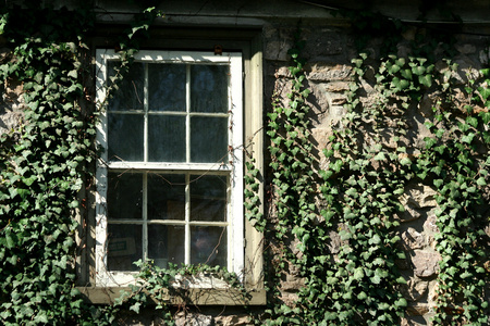 常春藤覆盖窗口