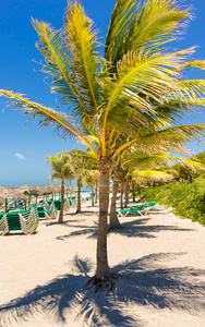 椰子在古巴的巴拉德罗海滩