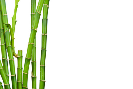 竹茎