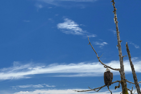 深蓝色的天空背景上孤立的秃头鹰