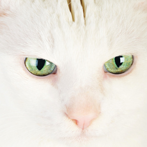 白色家猫