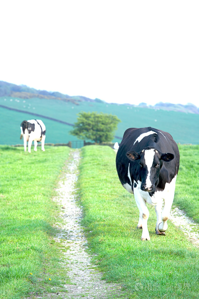 奶牛走