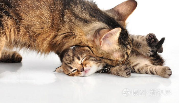 母猫的脖子卡在考虑她的小猫