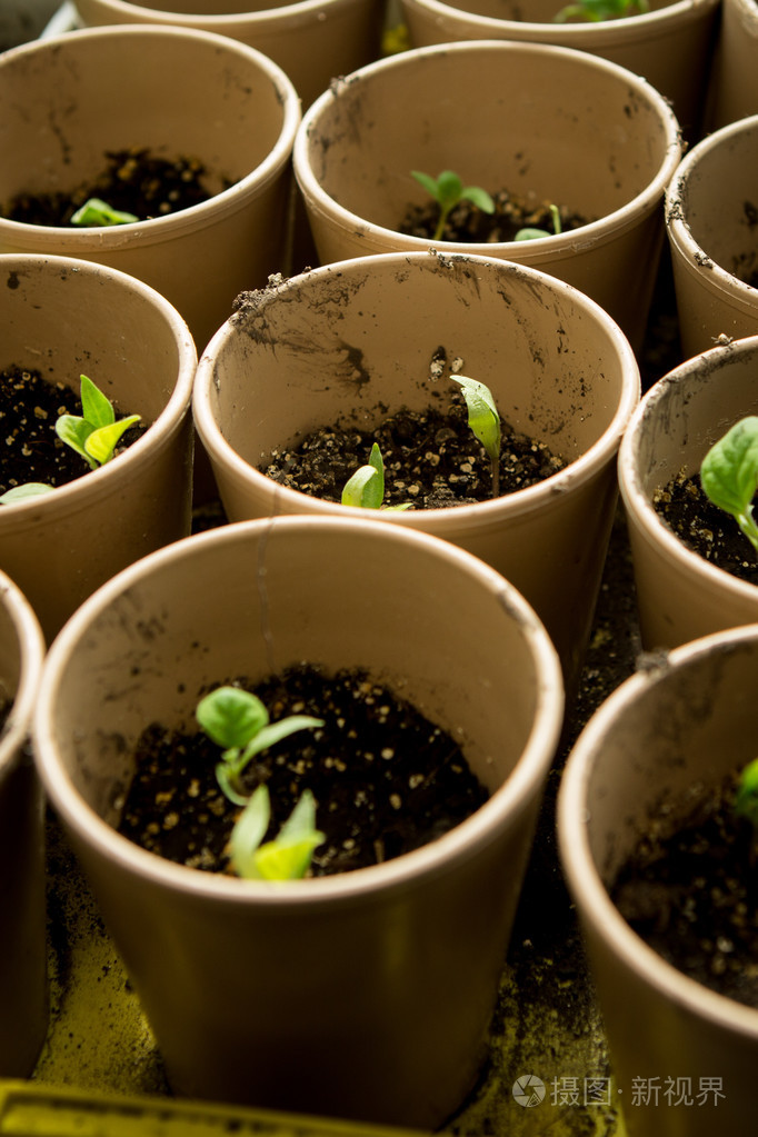 一群孩子植物体内在温室育苗盆生长