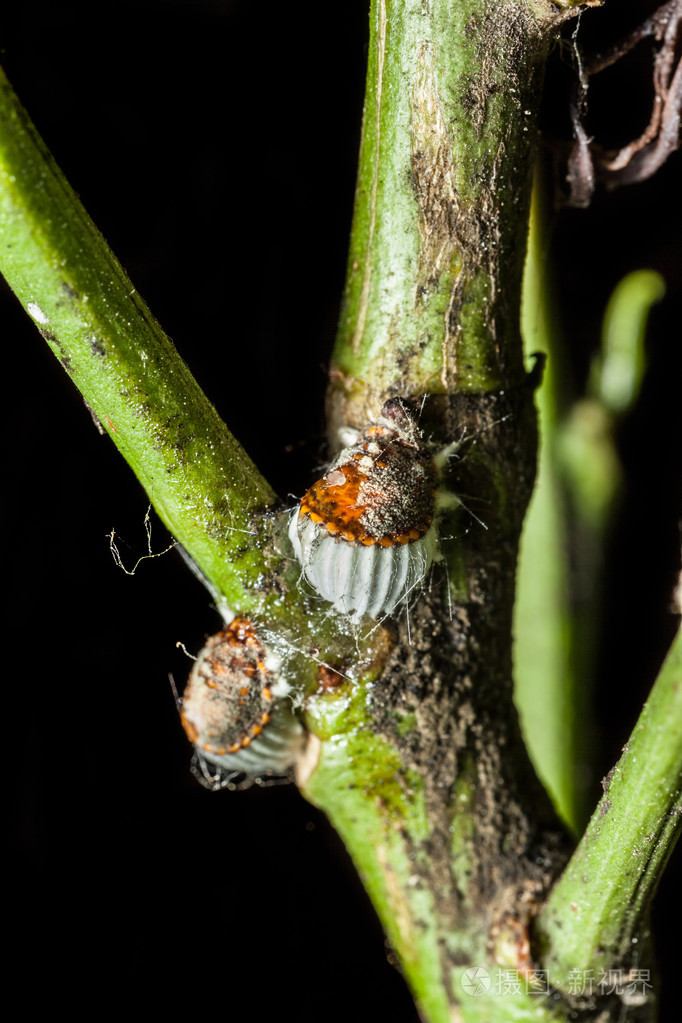胭脂虫的殖民地