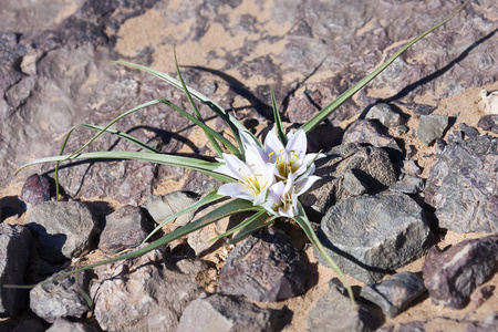 撒哈拉黄花菜，battandiera amaena沙漠与白色花瓣