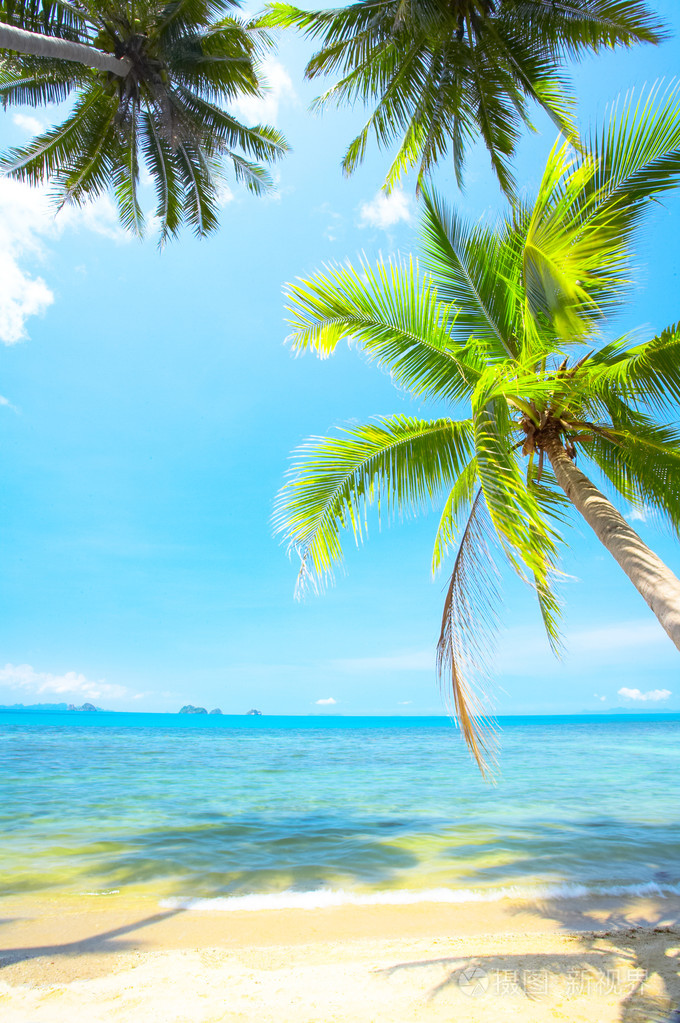 漂亮的热带海滩与一些棕榈树围绕的视图