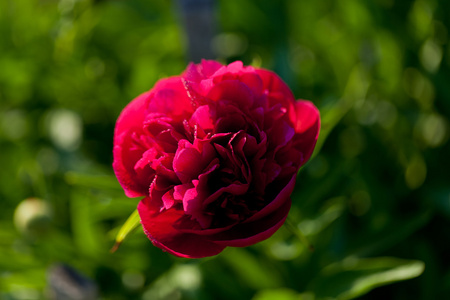 牡丹花开的花蕾照片